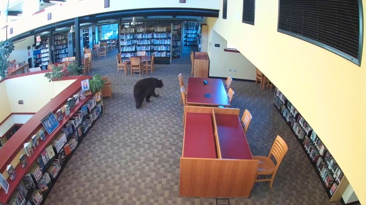 Surveillance footage shows a black bear roaming the second floor of the Mammoth Lakes Library, walking past bookshelves and study tables on Oct. 14, 2026.