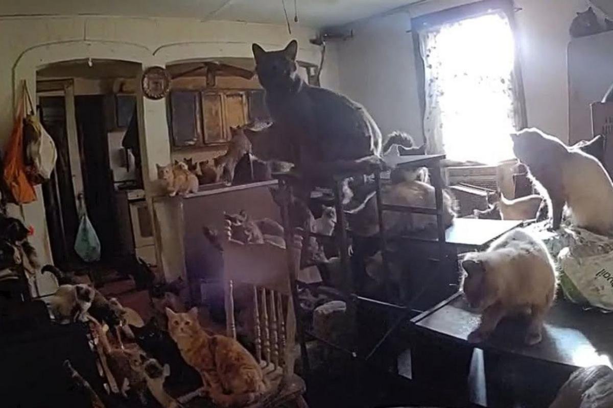 100 Cats Found in Apartment in Catskill, NY
