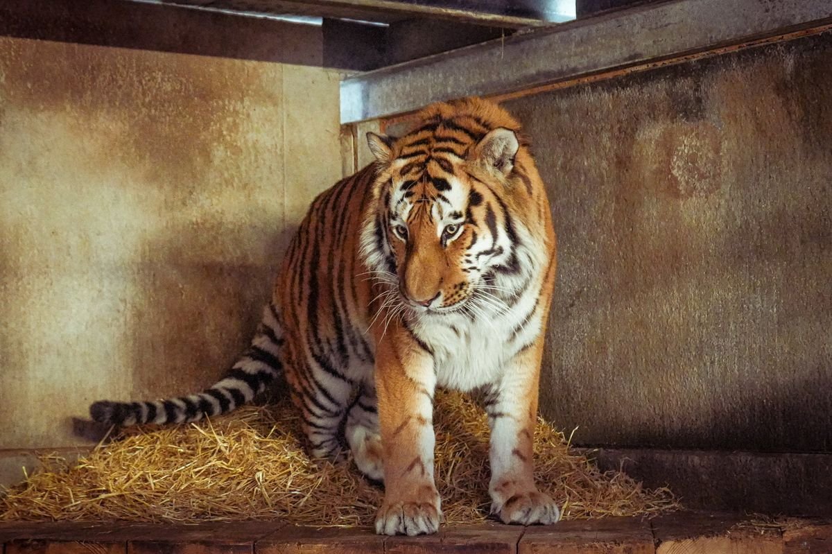 Altai the tiger at Yorkshire Wildlife Park (file photo)
