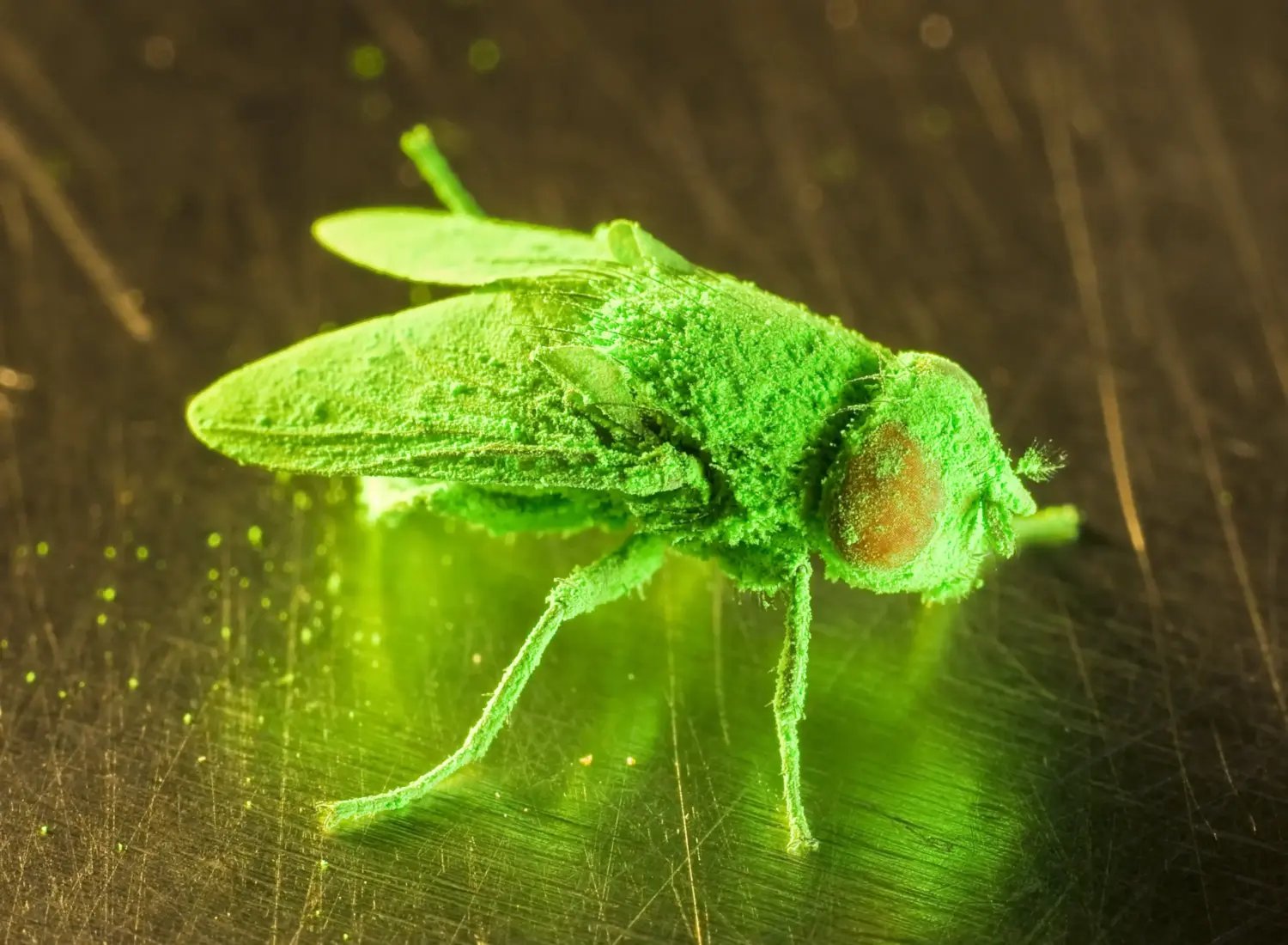 Screw-worm fly (Cochliomyia hominivorax) that has been coloured with fluorescent powder at a breeding program used to study and help control this parasitic insect.