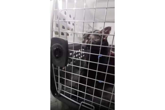 This image taken from video provided by John DeBacker shows a cat named Lola after she was rescued on Long Island, N.Y., Friday, Sept. 18, 2026. (John DeBacker via AP)
