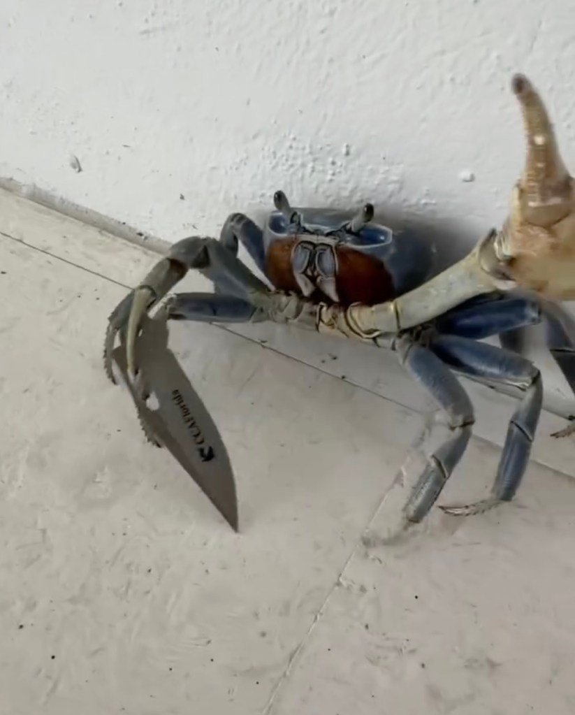 A blue crab holding a blade.