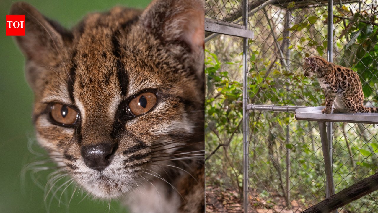 New cat species discovered after 100 years: How the tiny, spotted tilcayo differs from your house cat