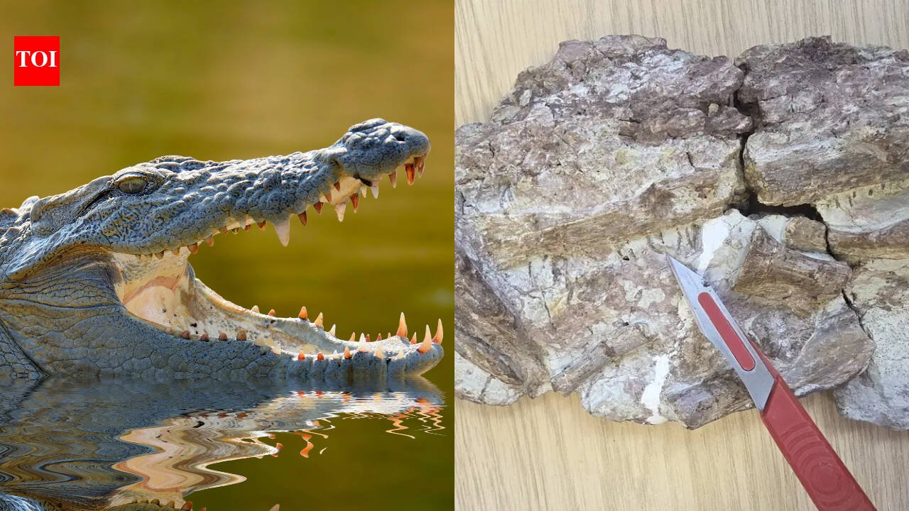 Scientists studying 170-million-year-old fossils from Morocco spotted tiny black circles under a microscope; scraping revealed needle-thin teeth from a new crocodile relative that likely ate shrimp and small fish