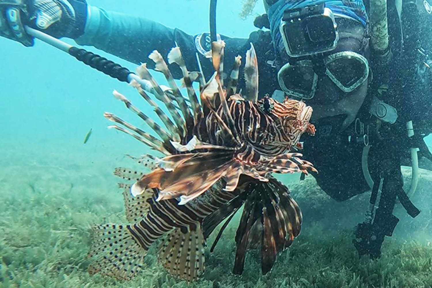 A scuba diver closely observing a lionfish underwater